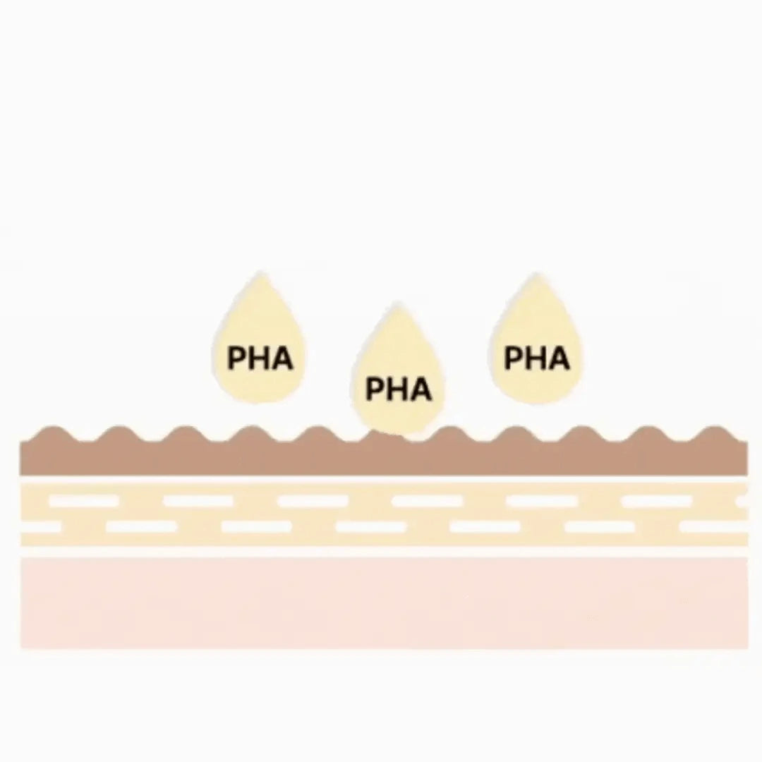 Diagram of skin layers with PHA labeled
